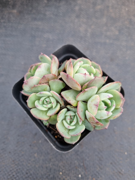 *GLGhybrid(1-961) Echeveria Reglensis hybrid 红颜杂