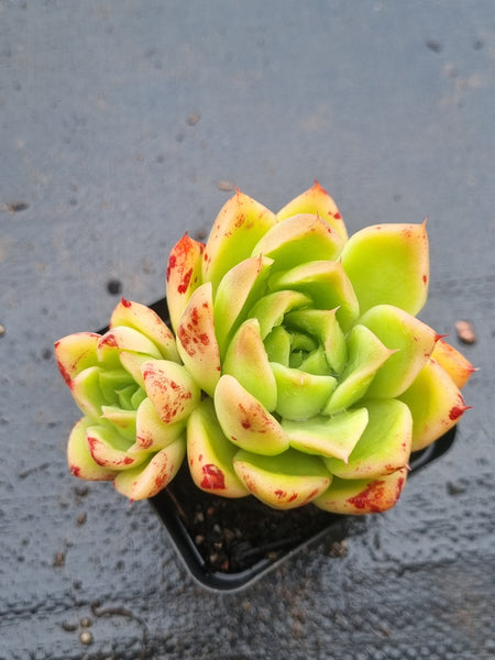 *GLGhybrid(1-1509) Echeveria Agavoides hybrid 冬云杂