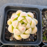 *GLGhybrid(1-1681) Special hybrid pack of 4