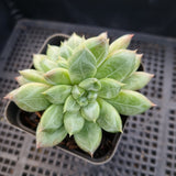*GLGhybrid(1-101) Pachyphytum compactum hybrid 千代田之松杂