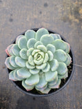 11cm pot Pachyveria Scheideckeri 红卷叶11cm盆