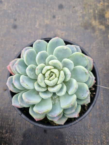 11cm pot Pachyveria Scheideckeri 红卷叶11cm盆