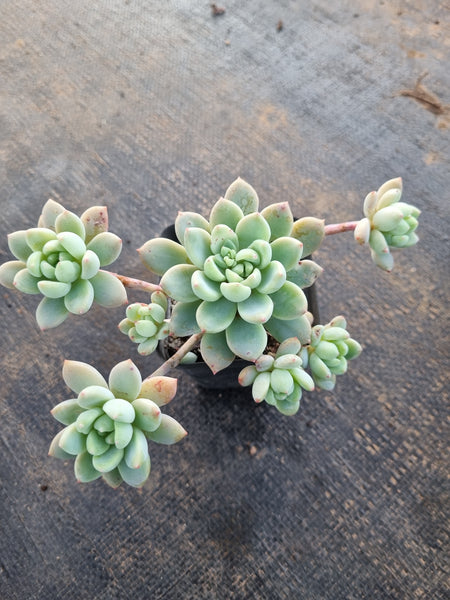 *GLGhybrid(1-333) Echeveria prolifica hybrid 粉蔓杂