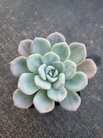 *GLGhybrid(1-795) Pachyveria Elaine hybrid 香水杂