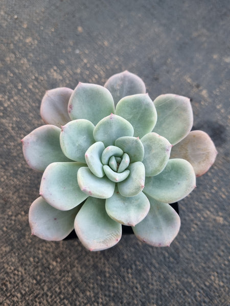 *GLGhybrid(1-795) Pachyveria Elaine hybrid 香水杂