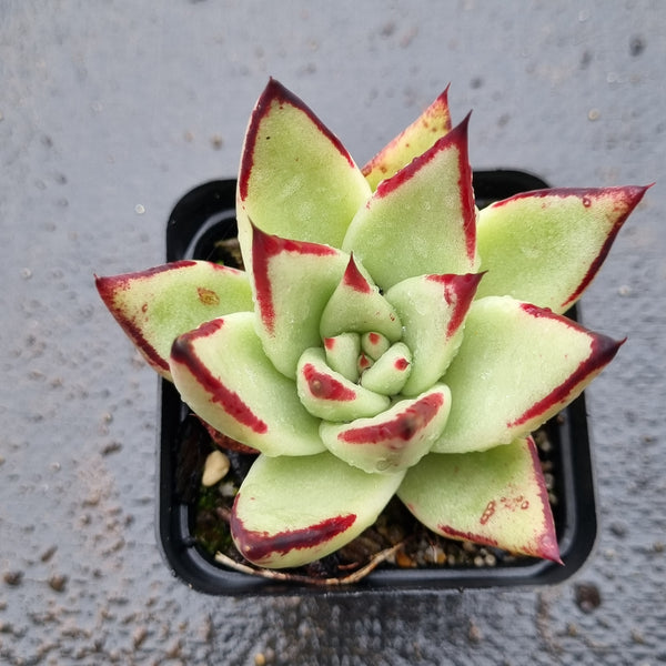 *GLGhybrid(1-1594) Echeveria agavoides Ebony hybrid 乌木杂