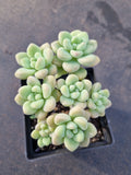 GLGhybrid Graptopetalum ‘Blush Danko’ 绯丸