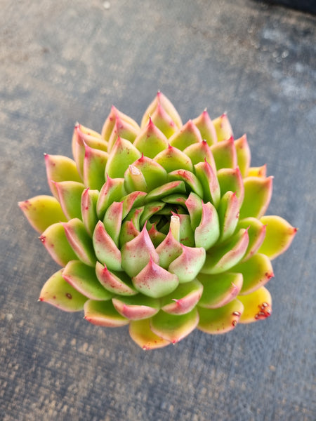 *GLGhybrid(1-1267) Echeveria cuspidata var. Zaragozae hybrid 黑爪杂