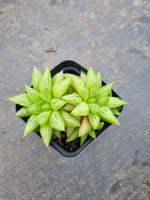 Haworthia Reticulat Var. Subregularis