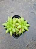 Haworthia Reticulat Var. Subregularis