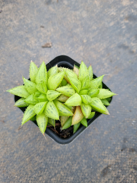 Haworthia Reticulat Var. Subregularis