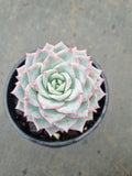 Echeveria Blue Bird 粉蓝鸟