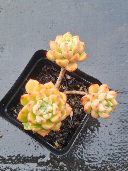 *GLGhybrid(1-1500) Sedum Perezdelarosae hybrid 焦糖精灵杂