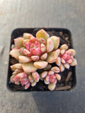 Echeveria Jelly Jam 回声