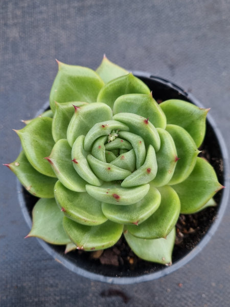 *GLGhybrid(2-312) Echeveria agavoides Ebony hybrid 乌木杂