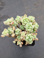 Sedum Clavatum  劳尔