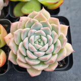 *GLGhybrid(1-498) Special hybrid pack of 4