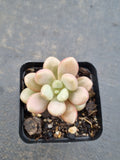 Graptoveria 'Avant-garde' 先锋派