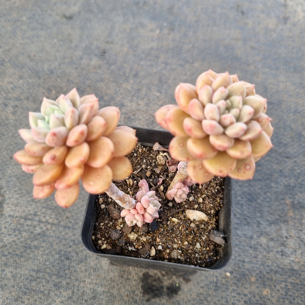 *GLGhybrid(1-1680) Graptopetalum Red Bean 姬红豆