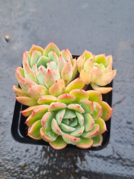 *GLGhybrid(1-1492) Echeveria Sierra Hybrid 爱斯诺杂