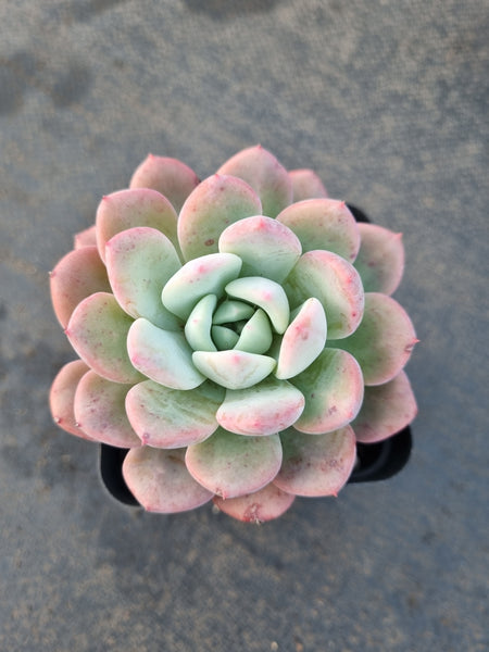*GLGhybrid(1-1218) Pachyveria Elaine hybrid 香水杂