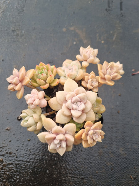 *GLGhybrid(1-1427) Assorted Succulents