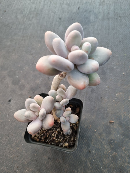 *GLGhybrid(1-1030) Pachyveria 'Concubine's Finger' 贵妃手指