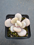 Graptoveria Snow Peach 雪桃