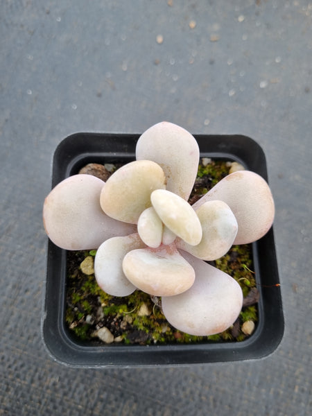 Graptoveria Snow Peach 雪桃