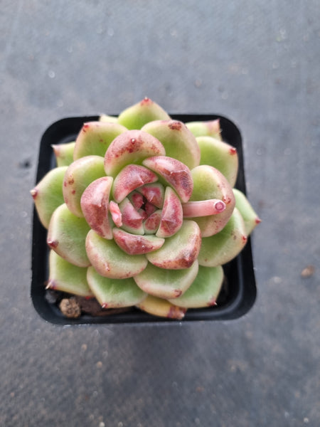 *GLGhybrid(1-1014) Echeveria Black Rose hybrid 黑玫瑰杂