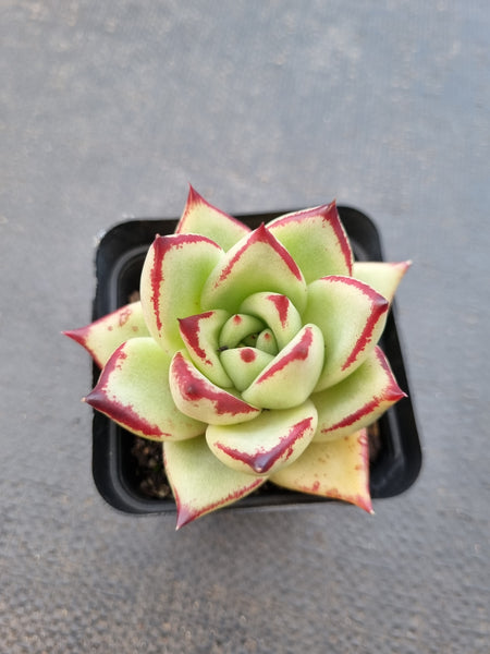 *GLGhybrid(1-1420) Echeveria agavoides Ebony hybrid 乌木杂