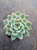 *GLGhybrid(1-329) Echeveria cuspidata var. Zaragozae hybrid 黑爪杂