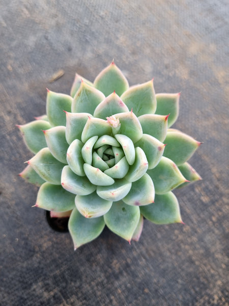 *GLGhybrid(1-329) Echeveria cuspidata var. Zaragozae hybrid 黑爪杂