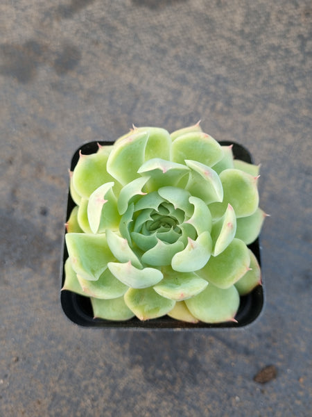 *GLGhybrid(1-1215) Echeveria Elegans 'Alba' hybrid 白月影杂