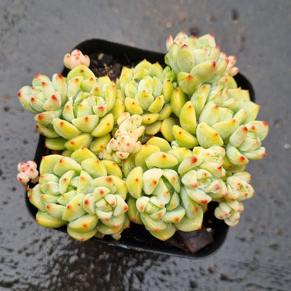 *GLGhybrid(1-1607) Sedum Perezdelarosae hybrid 焦糖精灵杂