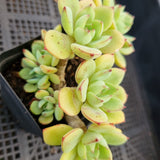 *GLGhybrid(1-23) Echeveria Ballsii Hybrid 灰姑娘杂