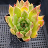 *GLGhybrid(1-94) Echeveria cuspidata var. Zaragozae hybrid 黑爪杂