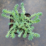 Sedum Dasyphyllum 'Major' 璇叶姬星美人