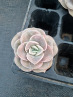 Cutting Graptoveria Lovely Rose - wide leaf 大叶可爱玫瑰砍枝