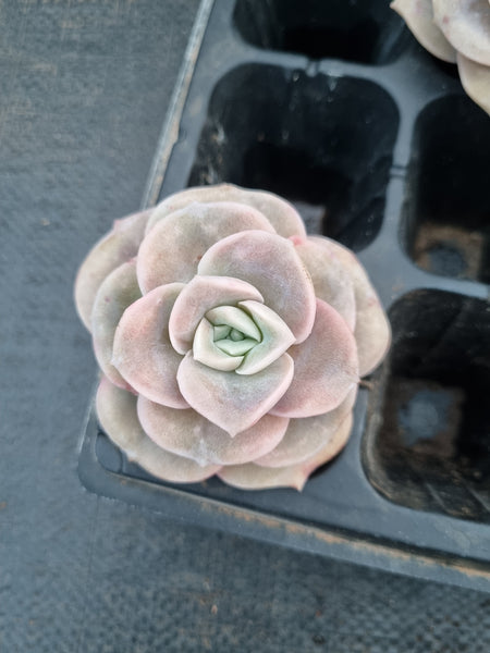 Cutting Graptoveria Lovely Rose - wide leaf 大叶可爱玫瑰砍枝