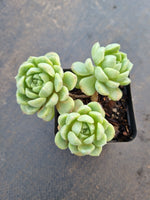 *GLGhybrid(1-1048) Graptopetalum Mendozae hybrid 丸姬杂