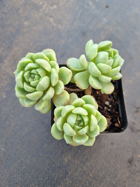 *GLGhybrid(1-1048) Graptopetalum Mendozae hybrid 丸姬杂
