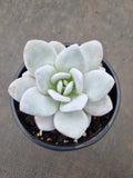 Echeveria Laui 雪莲