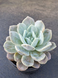 *GLGhybrid(2-371) Echeveria Laui hybrid 雪莲杂