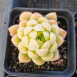 *GLGhybrid(1-1686) Special hybrid pack of 4