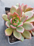 *GLGhybrid(1-589) Echeveria Ballsii Hybrid 灰姑娘杂