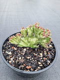 Euphorbia Lactea Crestate