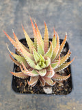 Haworthia Attenuata Variegata 雪重之松