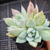 *GLGhybrid(1-452) Echeveria Mexican Giant hybrid 巨人杂