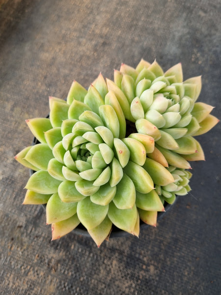 *GLGhybrid (2-145) Echeveria Elegans 'Alba' hybrid 白月影杂